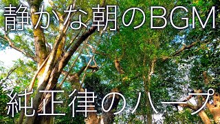 【朝のリラックス】早朝の森で鳥たちと一緒に目覚める、純正律ヒーリング音楽｜A=432Hz × 癒しの森の音 🌿