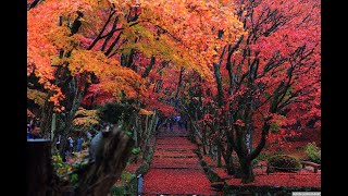 🍁【絶景】紅葉の名所・滋賀「鶏足寺」静寂の秋に包まれて【Keisokuji in Autumn】