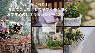 【冬の庭が一気に華やかに】おしゃれなビオラ/パンジー12選！｜ガーデニング｜50代の庭｜手間いらずの庭|#021