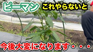 【ピーマン】だけは芽かきは絶対にしてください！超絶大変なことになります