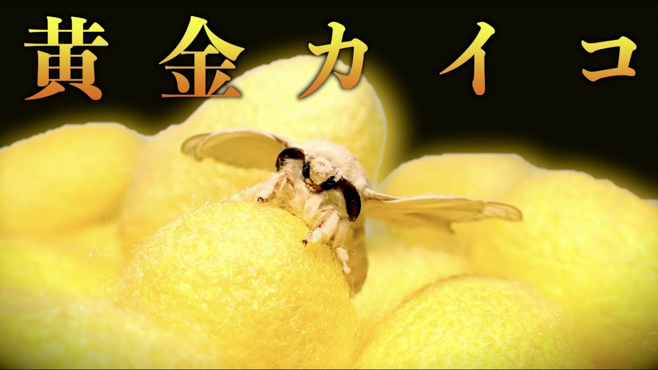 サムネ