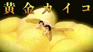 【衝撃】金色の繭のカイコを飼育するととんでもないことが判明