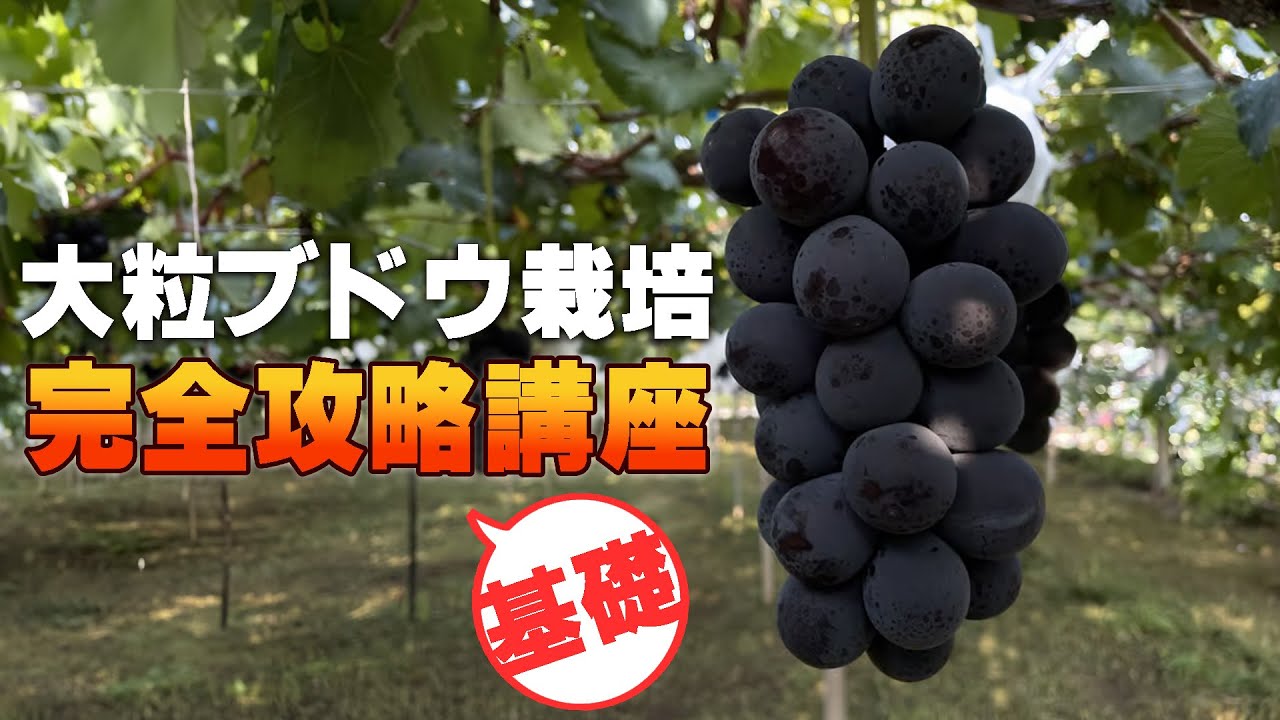 サムネ