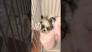 めんどくさそうに水を飲む子犬 #shorts