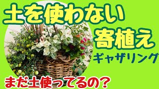 【キッチンにも置ける寄植え】全ての入れ物に植えられる、ベラボン を使ったギャザリング！＃18しばみゆアットランダム #ベラボン #衛生的 #ギャザリング #寄植え
