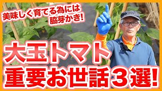 家庭菜園や農園の大玉トマト栽培で美味しく育てるには脇芽かき!大玉トマトの育て方で重要作業3選!【農家直伝】Tips for Growing Large Tomatoes.