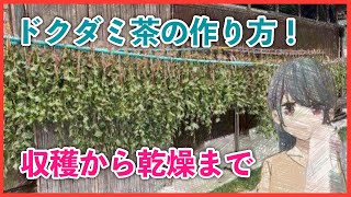 ドクダミ茶の作り方について！汗疹や美肌に効果があるらしいです。