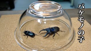 あのバケヒラの子ども達を残したい