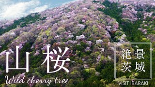【絶景茨城】山桜｜VISIT IBARAKI, JAPAN
