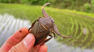 タガメはこうやって探すのだ！！！