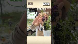 【最新の注目のお花‼︎】お庭に植えたい植物5選をご紹介します♪