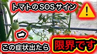 梅雨を通り越して早くも猛暑!この状態になったらトマトが限界です!緊急で〇〇して下さい!遮光ネット、遮熱、葉かき、摘芯、脇芽の活用、高温障害、実が割れる症状、葉の枯れ、ちぢれ