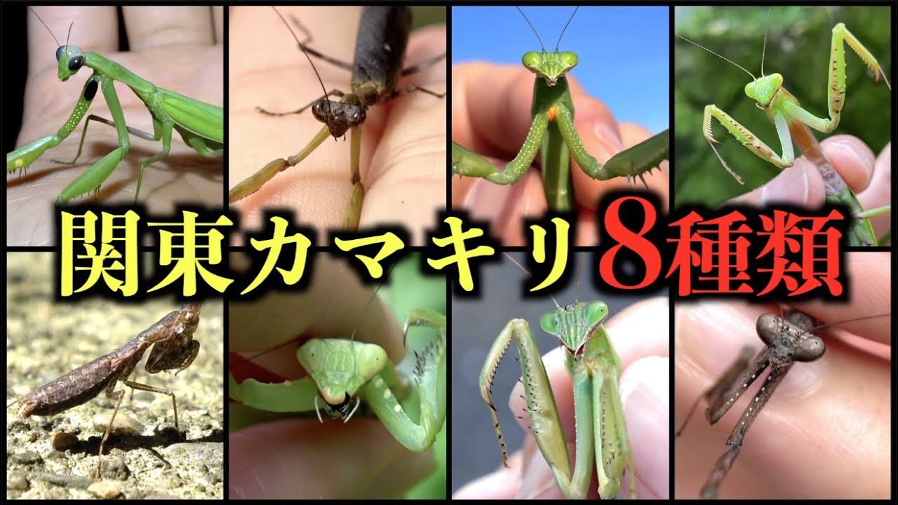 サムネ