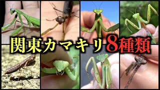 【神回】関東のカマキリを全種類コンプリートしにいく！