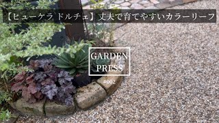 【ヒューケラ ドルチェ】丈夫で育てやすいカラーリーフ/ガーデニング/庭づくり/庭のある暮らし／グランドカバー/植えっぱなし／手間いらずの庭/植物のある暮らし/5月の庭｜pwスーパーアンバサダー