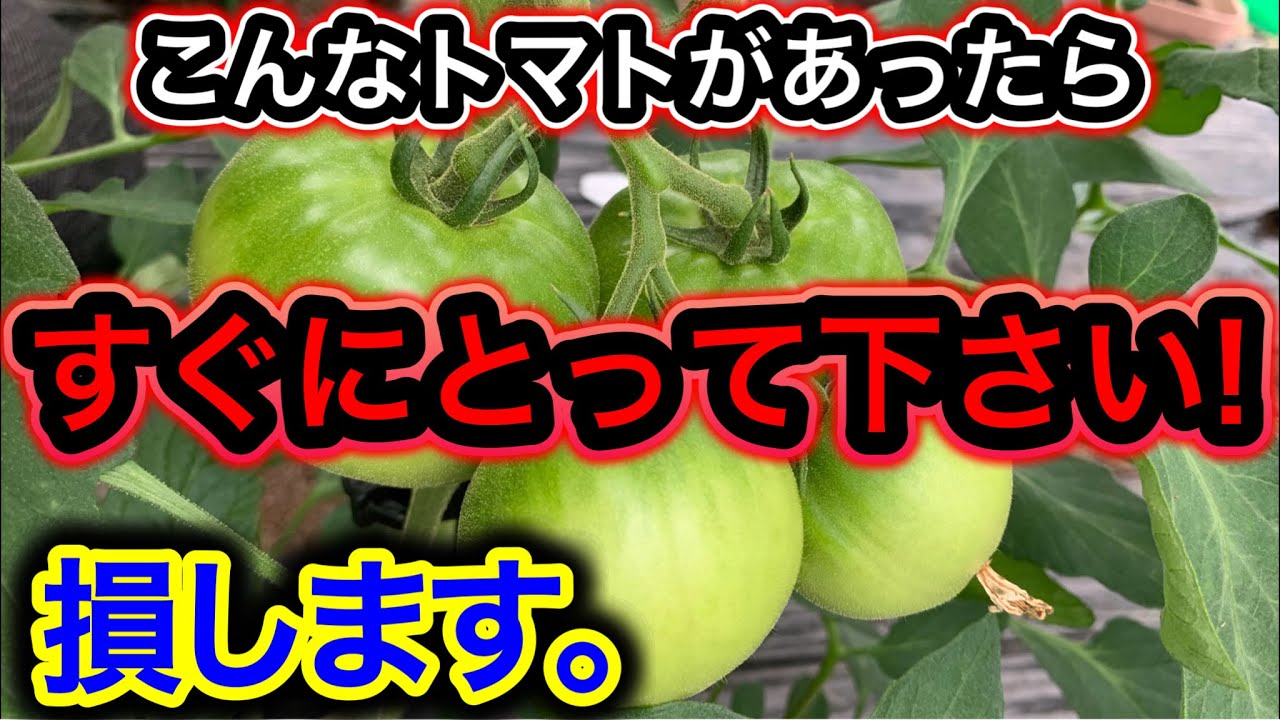 サムネ