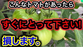 大玉トマト、ミニトマトの摘果のやり方。これを知れば長くたくさん採れる!収穫量がアップする方法!奇形になる原因。乱形果、チャック果、尻腐れ果、窓空き果、中玉トマト