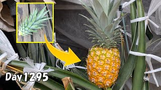パイナップルの葉っぱを植えたら、約3年半後にパイナップルが出来た | How to grow pineapple from the leaves in a pot