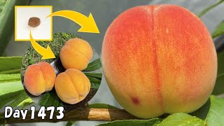 食べた桃の種を植えたら、約4年後に甘すぎる桃がたくさん収穫出来た！/ How to grow peaches from seed