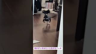 こんなにダンボに似てる犬いる🐘✖️🐶?!?!?!#ダンボ #ダンボ犬 #ミニチュアダックスフンド