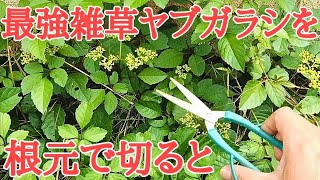 雑草対策｜除草剤や防草シート不要でヤブガラシを駆除する唯一の方法