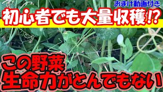 【家庭菜園】この野菜生命力がとんでもないです。初心者でも大量収穫できちゃうかもしれません