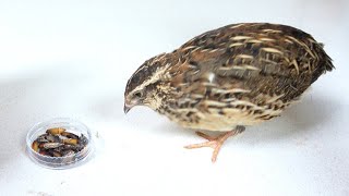 家の中で発生した害虫をウズラに退治してもらう