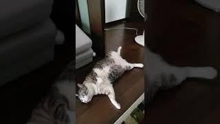 今日の凪くん😽