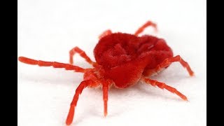 ⟹ Giant Red Velvet Mite | Trombidiidae, Dinothrombium sp. | These can be seen with the naked eye