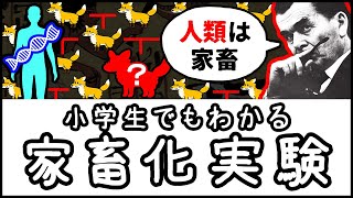【人類は家畜だった】人懐っこいキツネ同士を40年以上交配させた「家畜化実験」とは何か？【科学史・ざっくり解説】