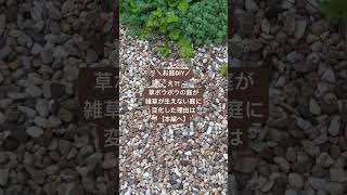雑草が生えない庭になった対策を本編にUPしました♡手間いらずの庭へのヒントになれば嬉しいです音符 #ガーデン #雑草対策 #ガーデニングvlog #diy