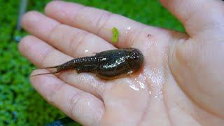 田んぼの土から生まれてきた生物がこんなにデカくなった のサムネイル