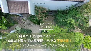 植えて10年以上【庭木の下のオススメ植栽8選】ジューンベリー/スモークツリーの足元で10年育った下草｜雑草対策＆ナチュラルな庭に|ガーデニング