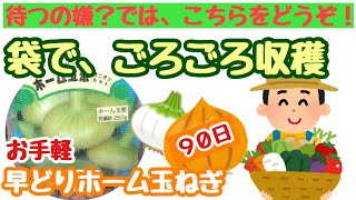 【袋栽培だって進化する！第1弾】まずはこれだ！ホーム玉ねぎＶer.＃19しばみゆアットランダム #袋栽培 #初心者向け #簡単 #玉ねぎ