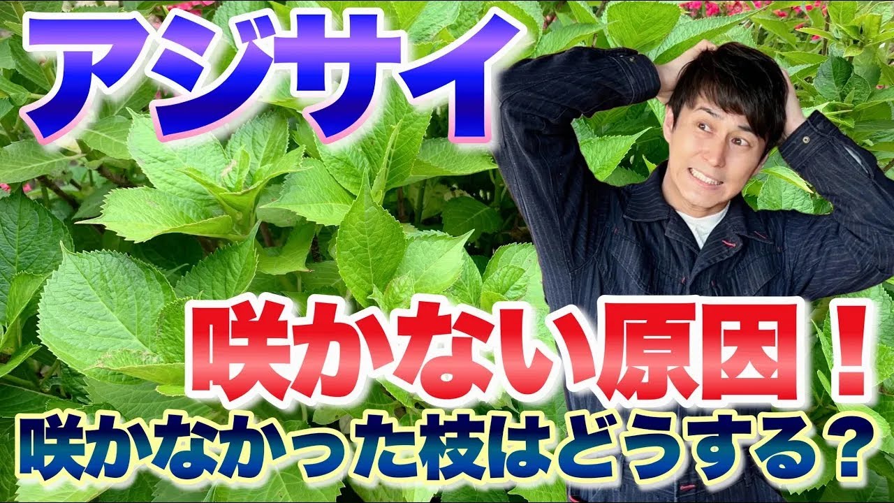 サムネ