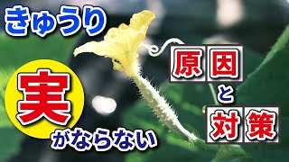 【きゅうり栽培】花が咲いているけど実がならない理由と対策【家庭菜園】
