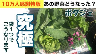【3回シリーズ第一弾　ポタジェ】結論、もうこれ以上の袋栽培はありません！ #ポタジェ #袋栽培 #家庭菜園