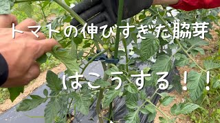 トマトの脇芽、伸びすぎたらどうする？