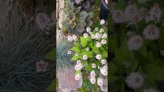 植えっぱなしで毎年咲いてくれる可愛いティアレラ #ガーデニング #春の花 #庭のある暮らし