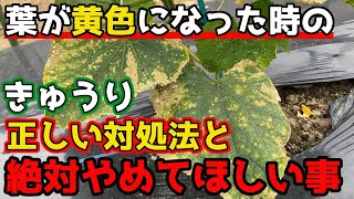 【きゅうり】葉が黄色くなったら必ずするべきことと、やってはいけないことを解説します。【家庭菜園】
