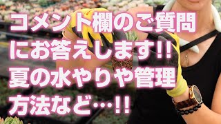 【多肉植物】コメント欄のご質問にお答えします!!夏の水やりや管理方法など…!!【succulent】トロピカルガーデン