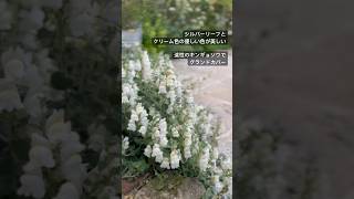 手間いらずな庭にピッタリなグランドカバー #ガーデニング #グランドカバー #garden