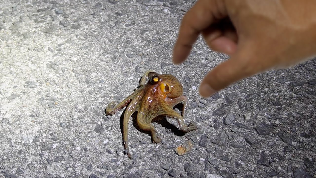サムネ