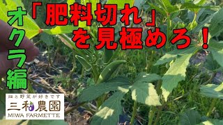 「誰でも簡単にできる！」オクラの肥料切れを判断する方法（2024.8.3）