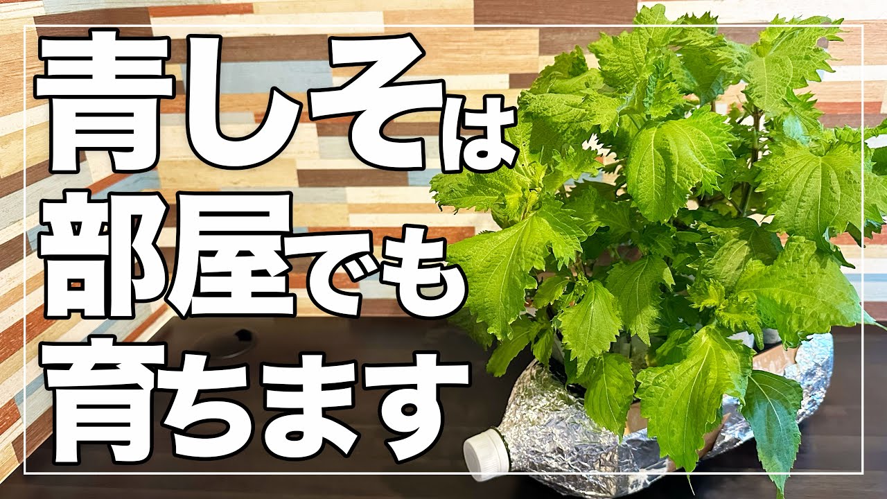 サムネ