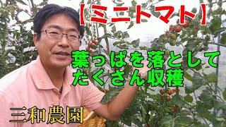 【ミニトマト】収穫が始まったら、いらない葉っぱを落としましょう！NO316