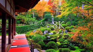 【大原エリア7選】秋に行きたい京都の紅葉絶景（三千院/勝林院/宝泉院/来迎院/寂光院） - Kyoto in 8K