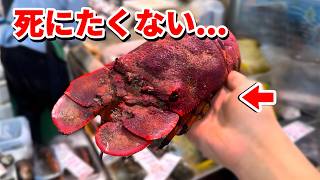 スーパーに売れ残っていた化け物を飼育してみると…