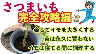 【さつまいも】完全攻略編🍠✨