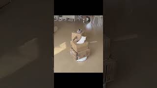 【#猫動画】猫世界大戦